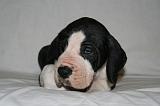 DOGUE ALLEMAND 724